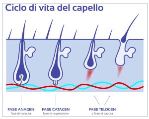 Capelli primavera telogen